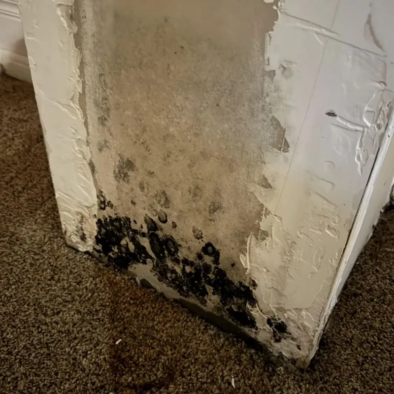 Professional Mold Removal in Fowler, CA